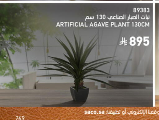 available at SACO in KSA, Saudi Arabia, Saudi - Unayzah