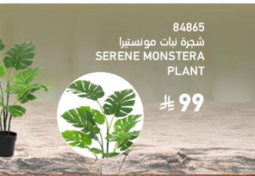 available at ساكو in مملكة العربية السعودية, السعودية, سعودية - تبوك