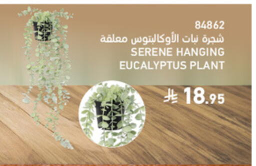 available at ساكو in مملكة العربية السعودية, السعودية, سعودية - تبوك