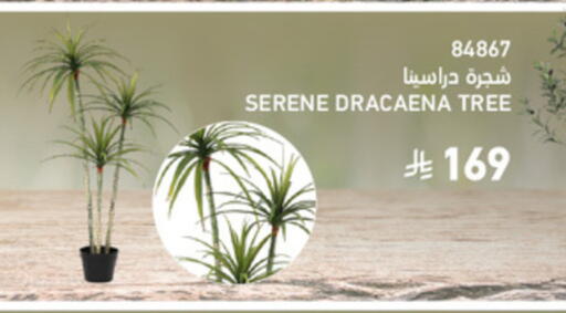 available at ساكو in مملكة العربية السعودية, السعودية, سعودية - تبوك