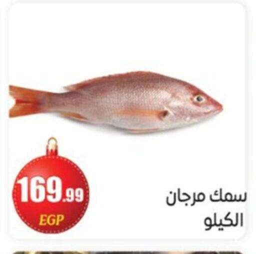 available at أولاد المحاوى in Egypt - القاهرة