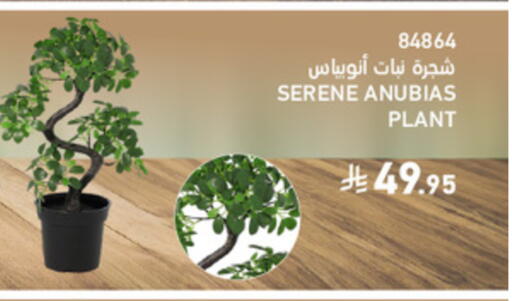 available at ساكو in مملكة العربية السعودية, السعودية, سعودية - الخرج