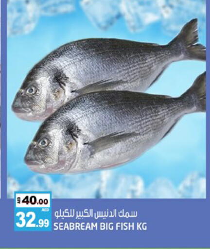 available at هاشم هايبرماركت in الإمارات العربية المتحدة , الامارات - الشارقة / عجمان