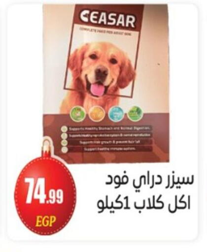 available at أولاد المحاوى in Egypt - القاهرة