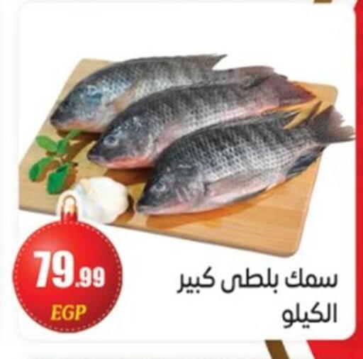 available at أولاد المحاوى in Egypt - القاهرة