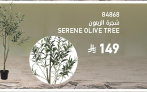 available at SACO in KSA, Saudi Arabia, Saudi - Al Bahah