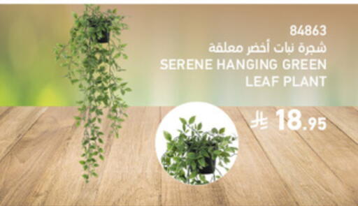 available at ساكو in مملكة العربية السعودية, السعودية, سعودية - الخرج