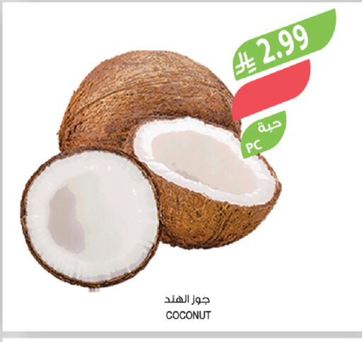 Coconut available at Farm  in KSA, Saudi Arabia, Saudi - Tabuk