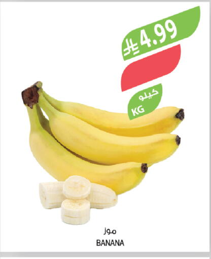 Banana available at Farm  in KSA, Saudi Arabia, Saudi - Dammam
