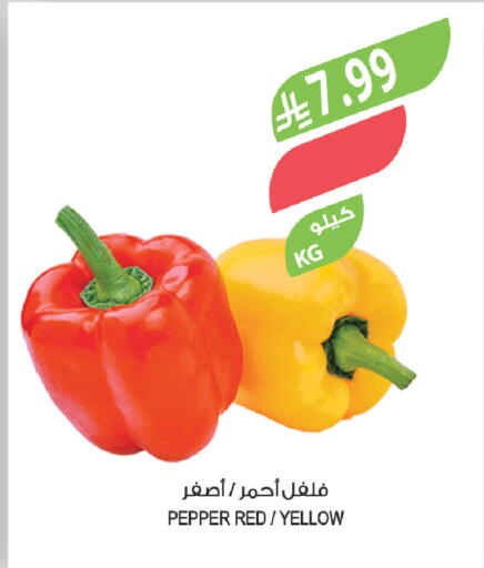 Pepper available at Farm  in KSA, Saudi Arabia, Saudi - Al Hasa
