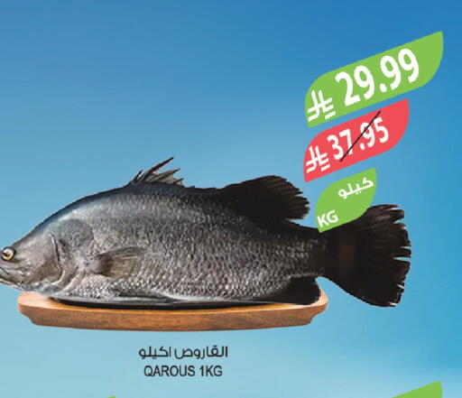 available at المزرعة in مملكة العربية السعودية, السعودية, سعودية - سكاكا