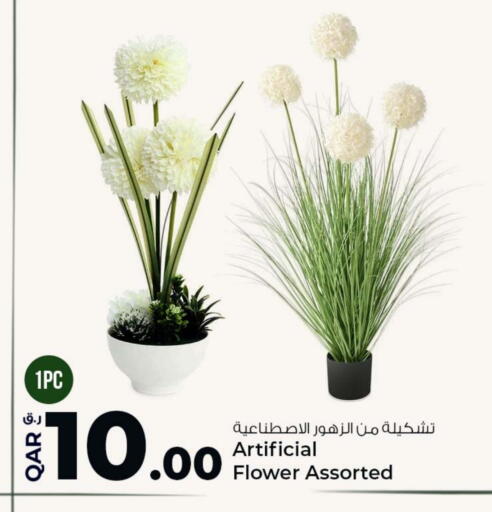 available at روابي هايبرماركت in قطر - الدوحة