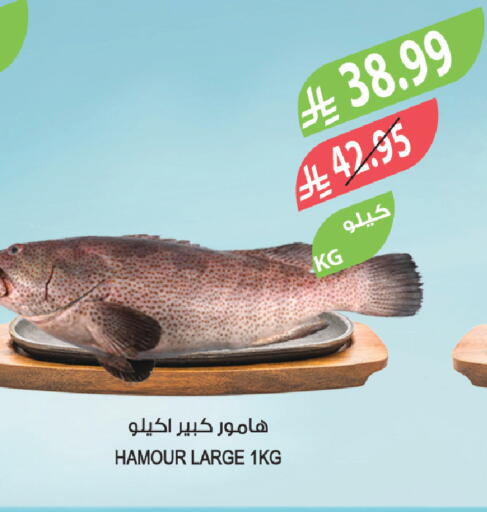 available at المزرعة in مملكة العربية السعودية, السعودية, سعودية - سكاكا