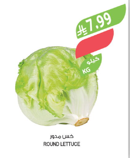 Lettuce available at Farm  in KSA, Saudi Arabia, Saudi - Al Hasa