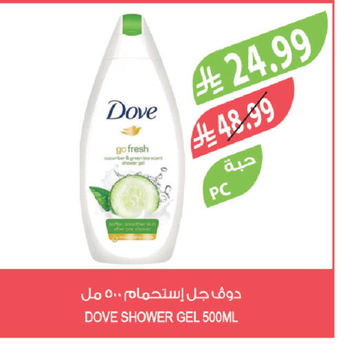 Cucumber available at Farm  in KSA, Saudi Arabia, Saudi - Yanbu