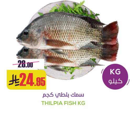 available at سبت in مملكة العربية السعودية, السعودية, سعودية - بريدة