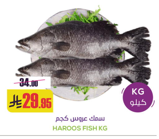 available at سبت in مملكة العربية السعودية, السعودية, سعودية - بريدة