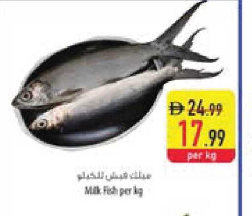 available at السفير ماركت in الإمارات العربية المتحدة , الامارات - ٱلْفُجَيْرَة‎