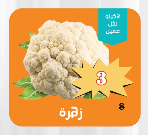 available at Economic Family in KSA, Saudi Arabia, Saudi - Yanbu