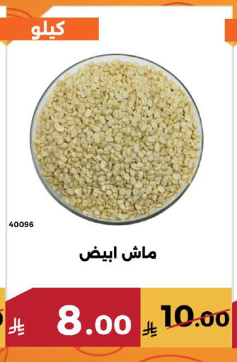 available at Forat Garden in KSA, Saudi Arabia, Saudi - Mecca