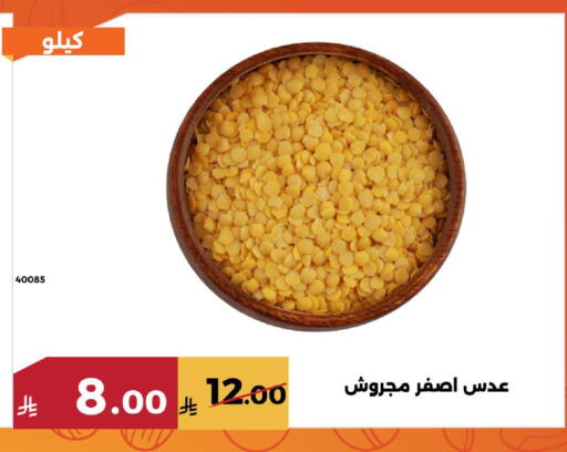 available at Forat Garden in KSA, Saudi Arabia, Saudi - Mecca