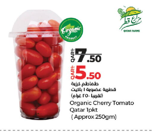 Cherry Cherry tomato from Qatar available at لولو هايبرماركت in قطر - الدوحة