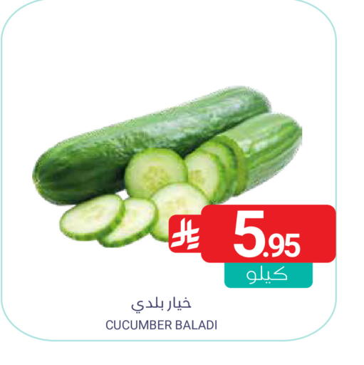 Cucumber available at Muntazah Markets in KSA, Saudi Arabia, Saudi - Saihat
