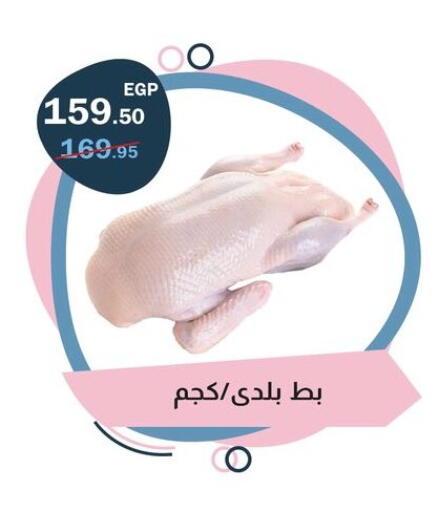 available at فلامنجو هايبرماركت in Egypt - القاهرة