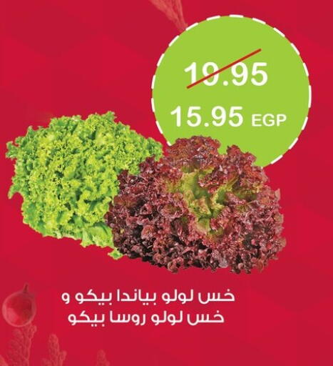 from Egypt available at جيان مصر in Egypt - القاهرة