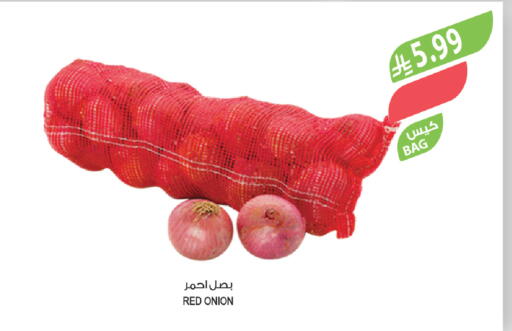 Onion available at Farm  in KSA, Saudi Arabia, Saudi - Yanbu