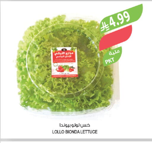 Lettuce available at Farm  in KSA, Saudi Arabia, Saudi - Sakaka