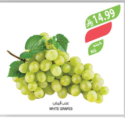 Grapes available at Farm  in KSA, Saudi Arabia, Saudi - Al-Kharj