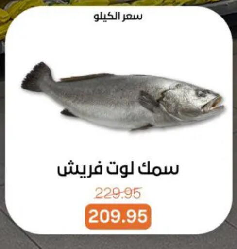 available at جملة ماركت in Egypt - القاهرة