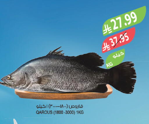 available at المزرعة in مملكة العربية السعودية, السعودية, سعودية - الخبر‎