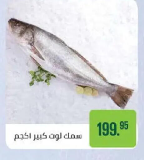 available at Seoudi Supermarket in Egypt - Cairo
