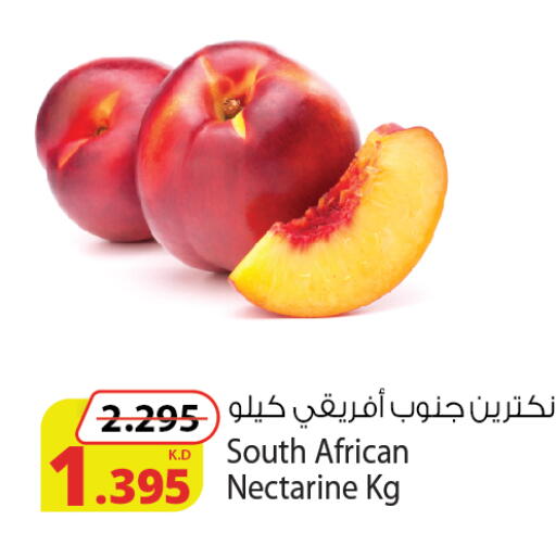 Nectarine from South Africa available at شركة المنتجات الزراعية الغذائية in الكويت - محافظة الجهراء