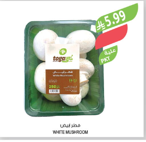 Mushroom available at Farm  in KSA, Saudi Arabia, Saudi - Abha