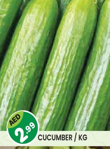 خيار available at سنابل بني ياس in الإمارات العربية المتحدة , الامارات - أم القيوين‎