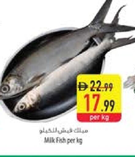 available at السفير ماركت in الإمارات العربية المتحدة , الامارات - أم القيوين‎