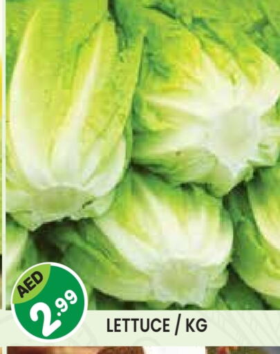 Lettuce available at سنابل بني ياس in الإمارات العربية المتحدة , الامارات - أم القيوين‎