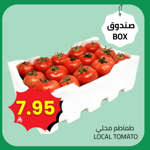 طماطم available at أسواق أسترا in مملكة العربية السعودية, السعودية, سعودية - تبوك