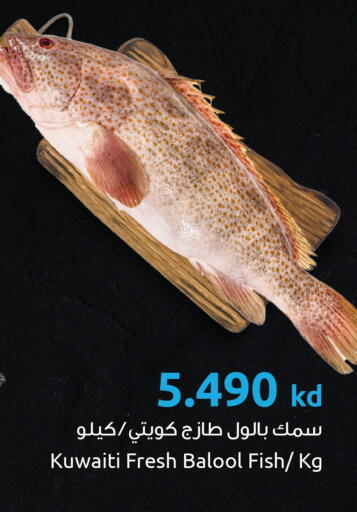 available at The Sultan Center in Kuwait - Ahmadi Governorate