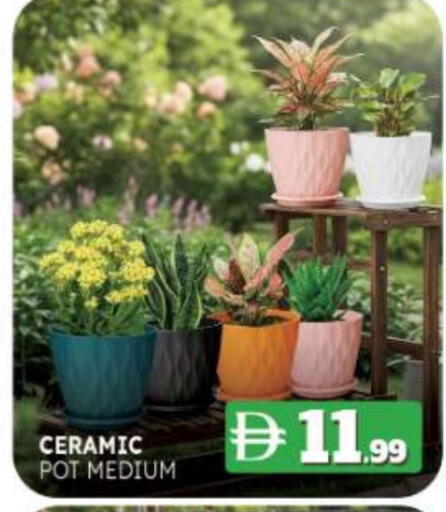 available at المدينة in الإمارات العربية المتحدة , الامارات - ٱلْفُجَيْرَة‎