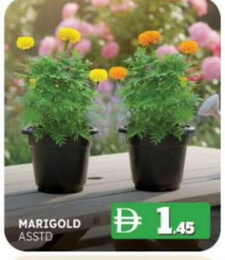 available at المدينة in الإمارات العربية المتحدة , الامارات - ٱلْفُجَيْرَة‎