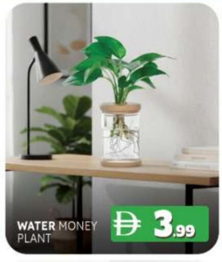 available at المدينة in الإمارات العربية المتحدة , الامارات - ٱلْفُجَيْرَة‎