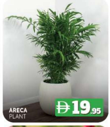 available at المدينة in الإمارات العربية المتحدة , الامارات - ٱلْفُجَيْرَة‎