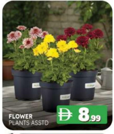 available at المدينة in الإمارات العربية المتحدة , الامارات - ٱلْفُجَيْرَة‎