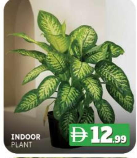 available at المدينة in الإمارات العربية المتحدة , الامارات - ٱلْفُجَيْرَة‎