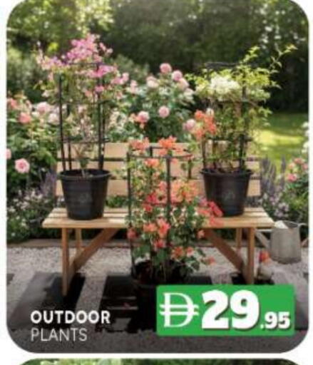 available at المدينة in الإمارات العربية المتحدة , الامارات - ٱلْفُجَيْرَة‎