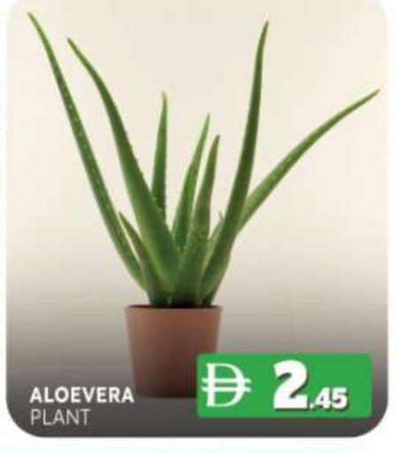 available at المدينة in الإمارات العربية المتحدة , الامارات - ٱلْفُجَيْرَة‎